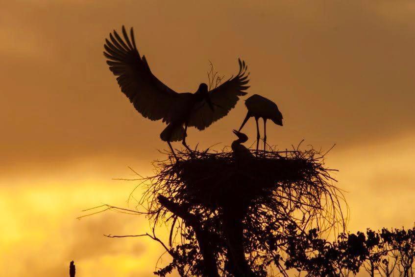 Pantanal Jungle Lodge Passo do Lontra 外观 照片