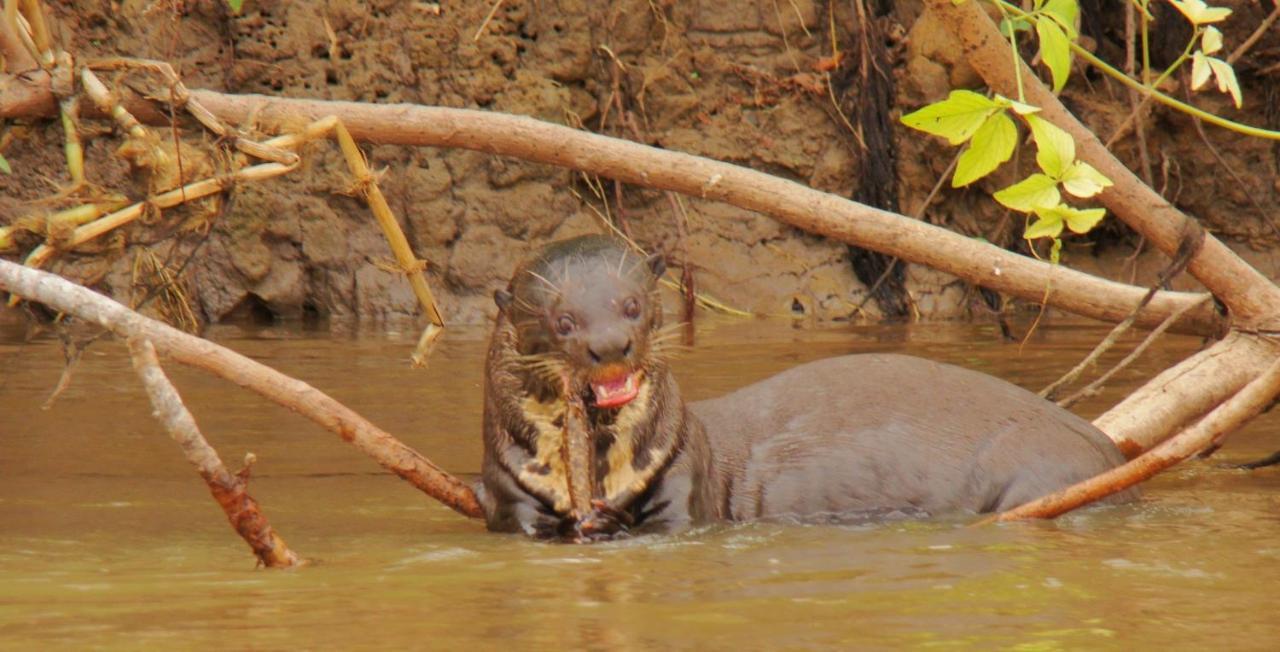 Pantanal Jungle Lodge Passo do Lontra 外观 照片