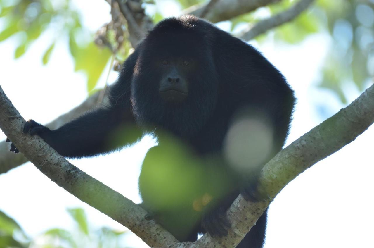 Pantanal Jungle Lodge Passo do Lontra 外观 照片