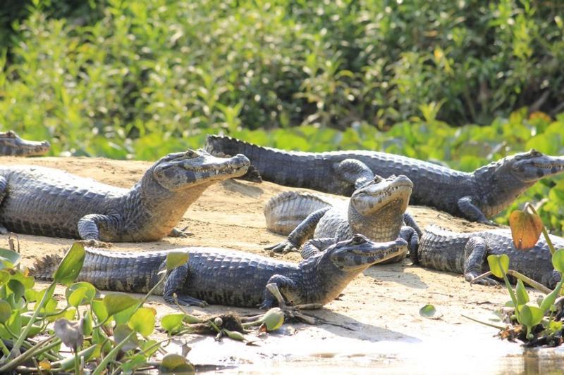 Pantanal Jungle Lodge Passo do Lontra 外观 照片